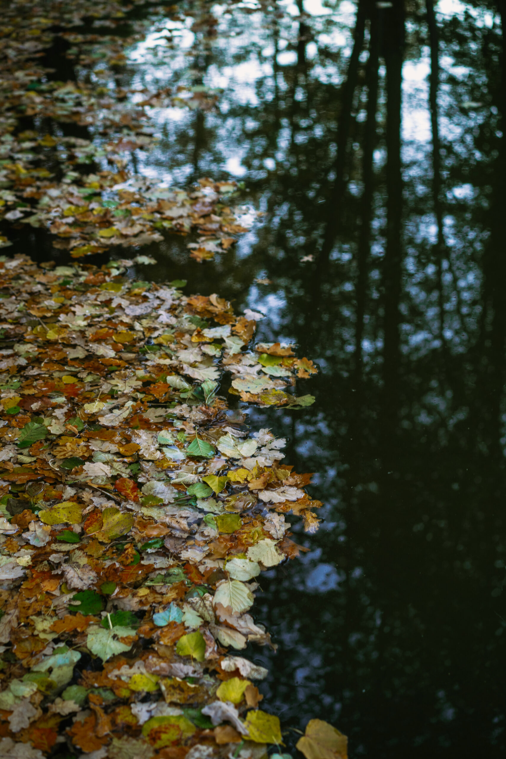autumn background. yellow leaves in water.