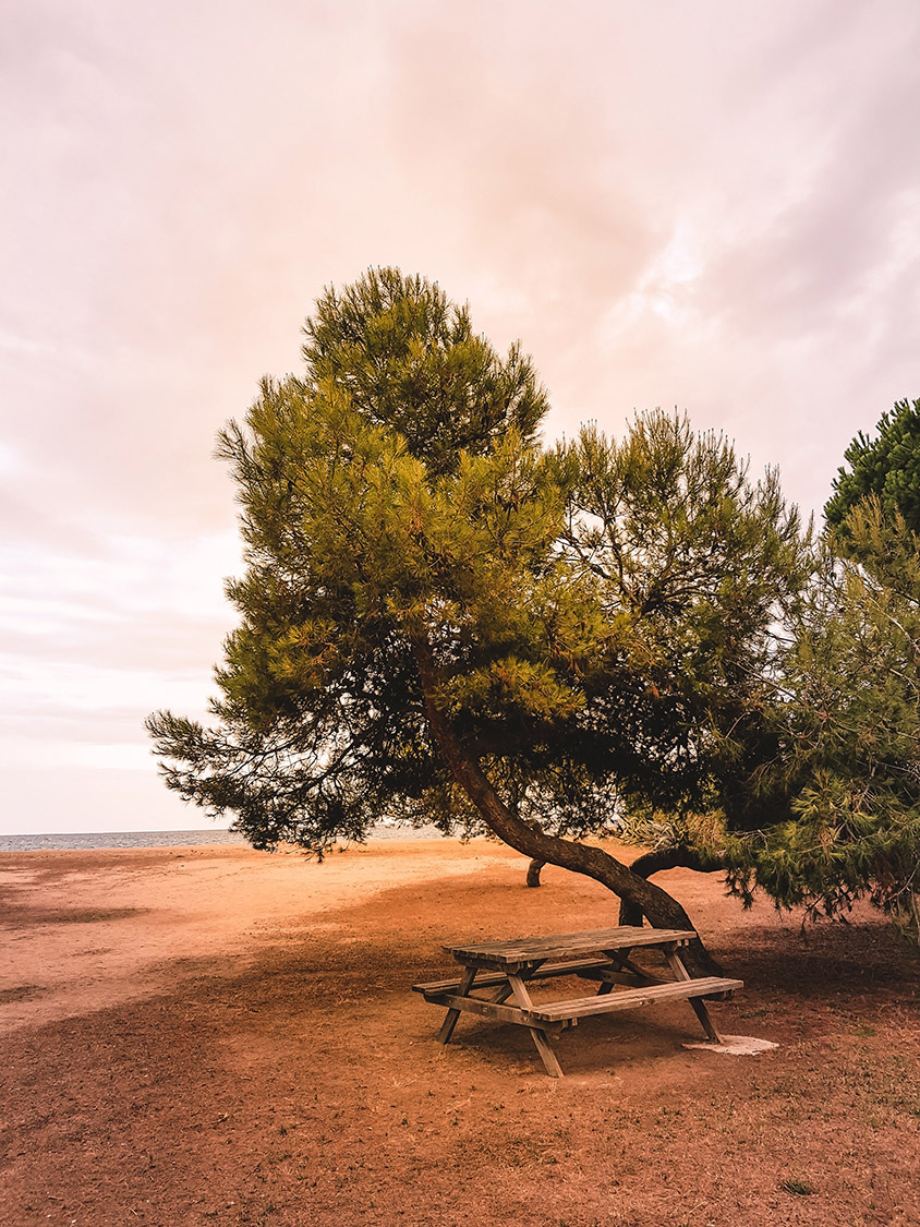 Pine trees on the Mediterranean seashore